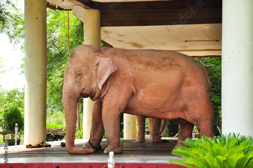 Royal white elephant in Yangon, Myanmar Apr 2014.