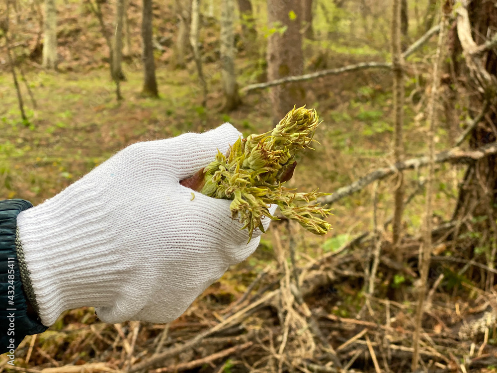 Obraz premium 軍手をはめてタラの芽を集める