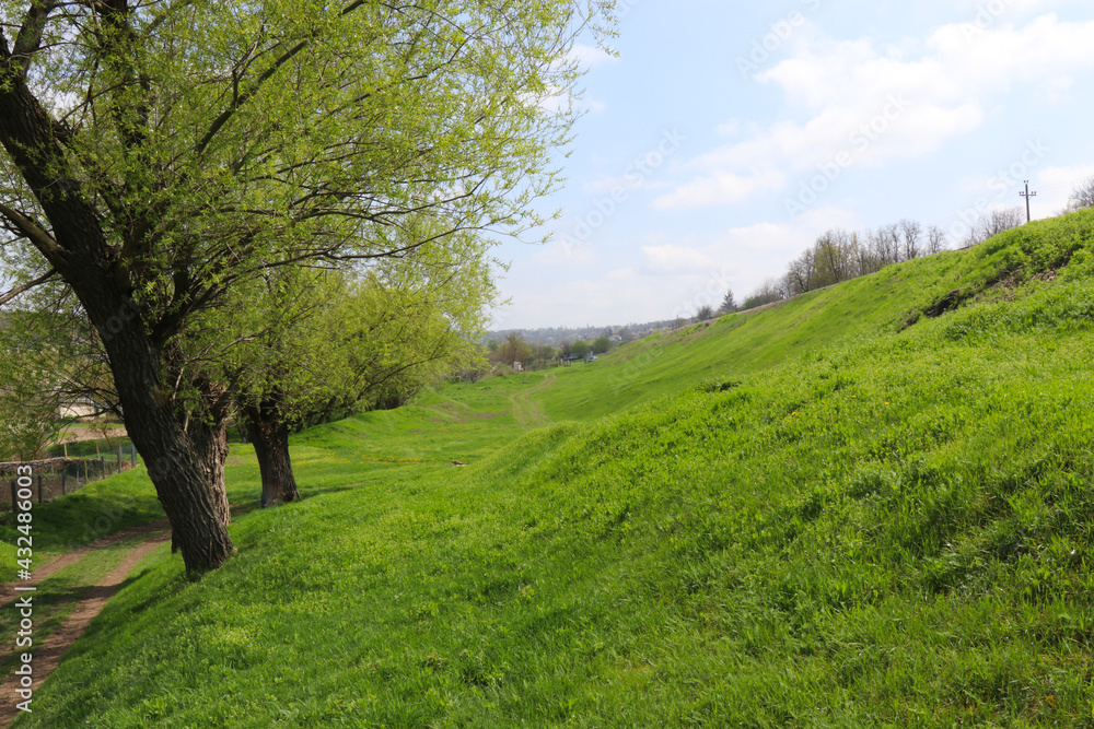 A forest clearing with lush green grass in spring. The clearing is surrounded by pine trees, white flowering trees and young green shrubs. A forest clearing with lush green grass in spring. The clearing is surrounded by pine trees, white flowering trees and young green shrubs.