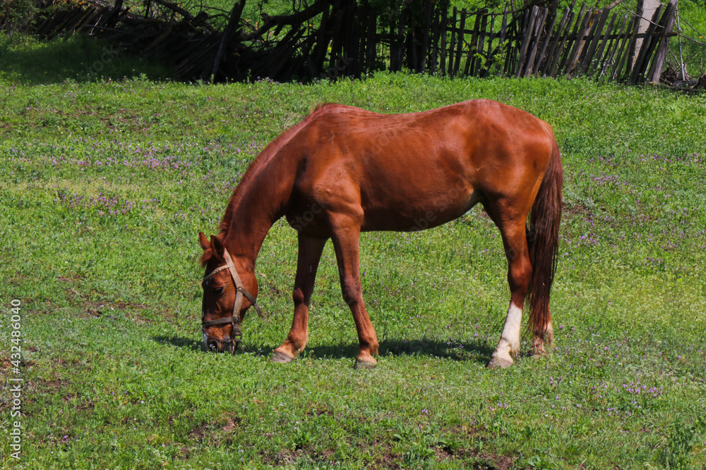 A brown horse is grazing in a meadow. A bright green clearing in the countryside. Old fence in the background. A brown horse is grazing in a meadow. A bright green clearing in the countryside. Old fence in the background.