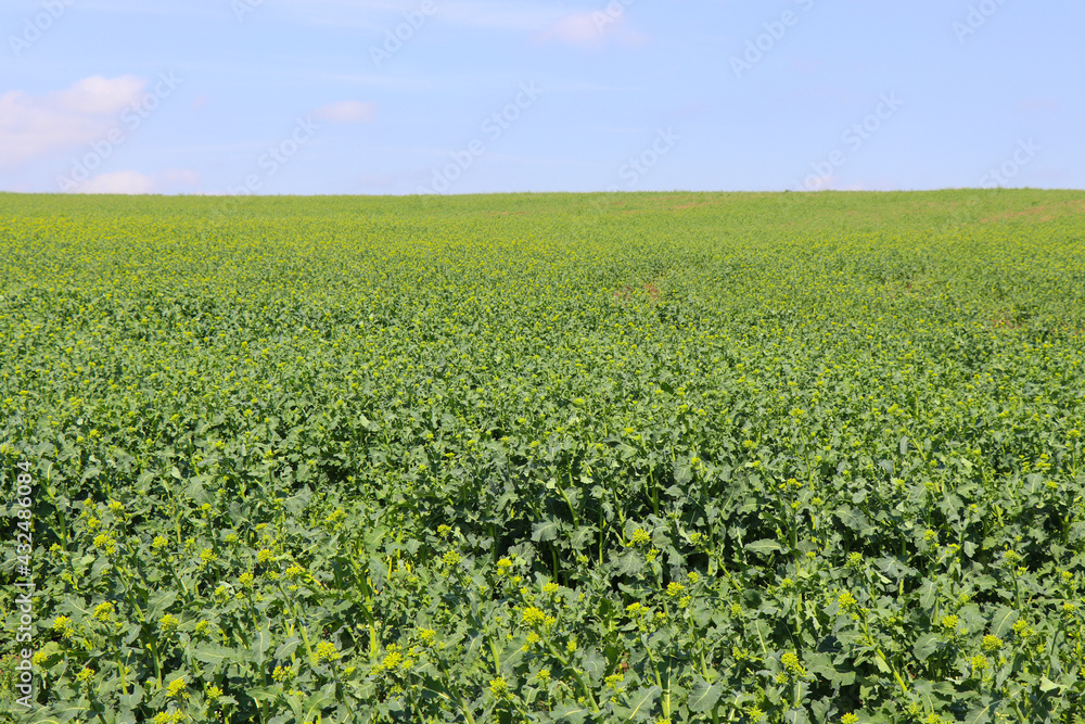 A green spring field with wheat, oats, and barley. Juicy greens. Blue sky. Endless expanses