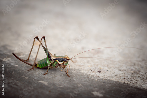 Green grasshopper close-up, copy text