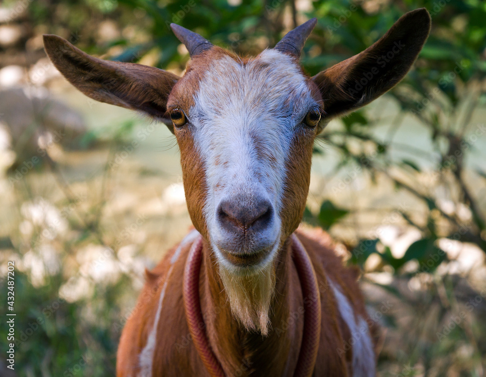 Fototapeta premium Goat outdoor in livestock farmland on countryside.