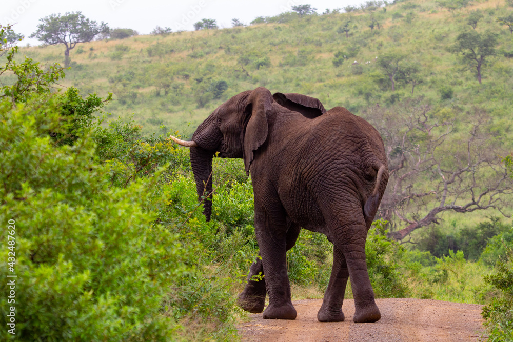 Südafrika Elefant, big elephant, Safari