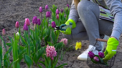 Gardener picking purple tulips in spring garden. Woman cuts flowers off with secateurs putting them in basket. Purple flag variety close up