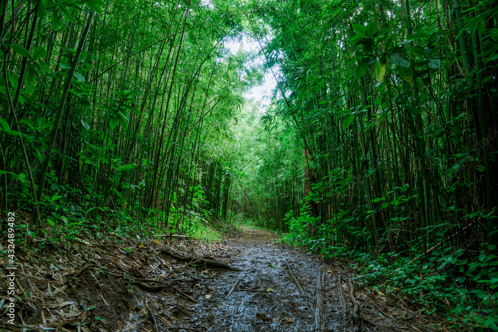 Obraz premium Bamboo forest, Moleka Trail, Tantalus, Honolulu, Oahu, Hawaii. Bamboo shoots