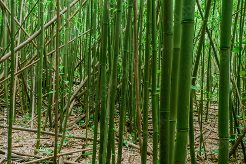 Bamboo forest  Moleka Trail  Tantalus  Honolulu  Oahu  Hawaii. Bamboo shoots