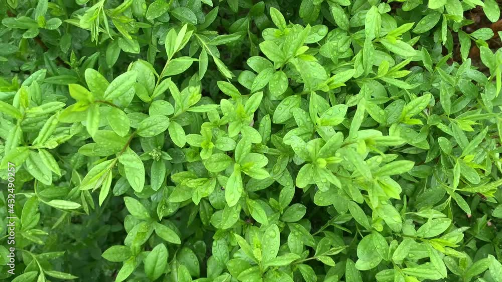 Bush background video. Raindrops on the leaves. The wind moves the leaves. Rain on lush green shrubs
Bush background video. Raindrops on the leaves. The wind moves the leaves. Rain on lush green shrubs