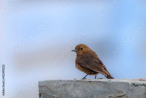 beautiful bird portrait, closeup of small brown bird, The brown rock chat or Indian chat, is a bird species of the family Muscicapidae photo