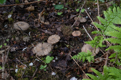 The Shield Pinkgill (Entoloma clypeatum) is an edible mushroom