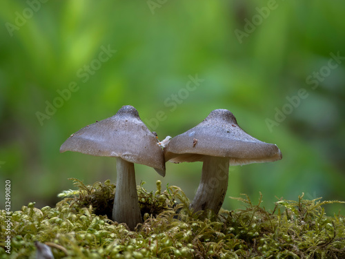 The Shield Pinkgill (Entoloma clypeatum) is an edible mushroom