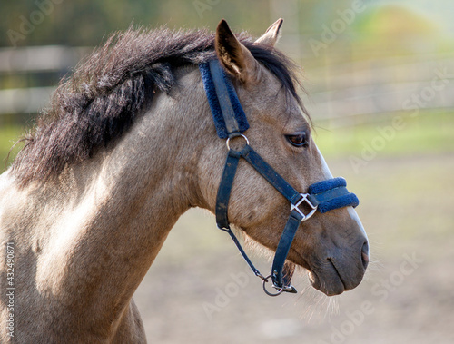 Portrait of a sporty gray horse with a bridle.