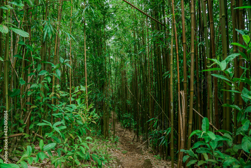 Bamboo forest  Puu Ohia Trail  Tantalus  Honolulu  Oahu  Hawaii. Bamboo shoots