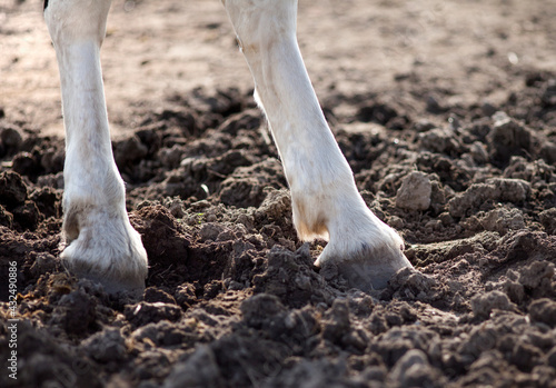 Legs with hooves of a white sporting horse on the ground of the pasture.