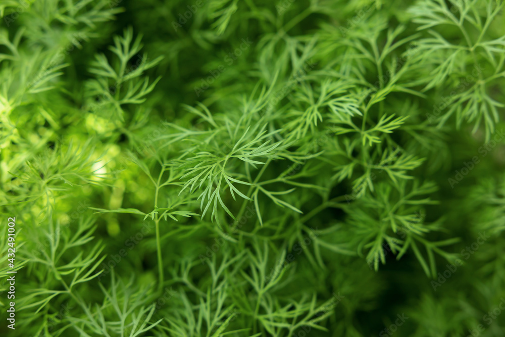 Fresh sprouts of organic dill. A bed with young thick dill. Selected focus and blurred background.