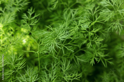 Fresh sprouts of organic dill. A bed with young thick dill. Selected focus and blurred background.