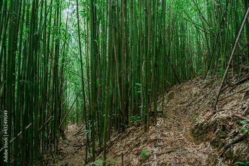 Bamboo forest  Puu Ohia Trail  Tantalus  Honolulu  Oahu  Hawaii. Bamboo shoots