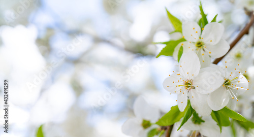 Spring cherry blossom. Beautiful white floral background.