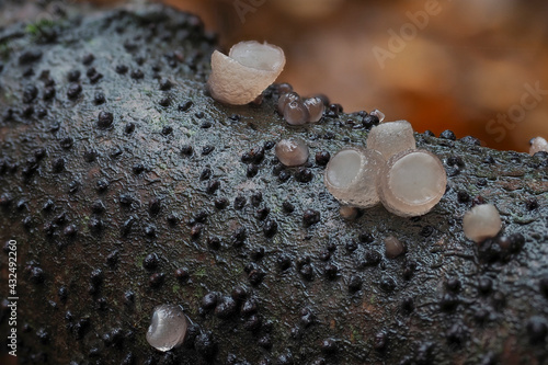 The Beech Jellydisc (Neobulgaria pura) is an inedible mushroom photo