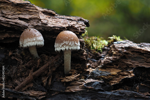 An indefinite fungus from the genus Psathyrella