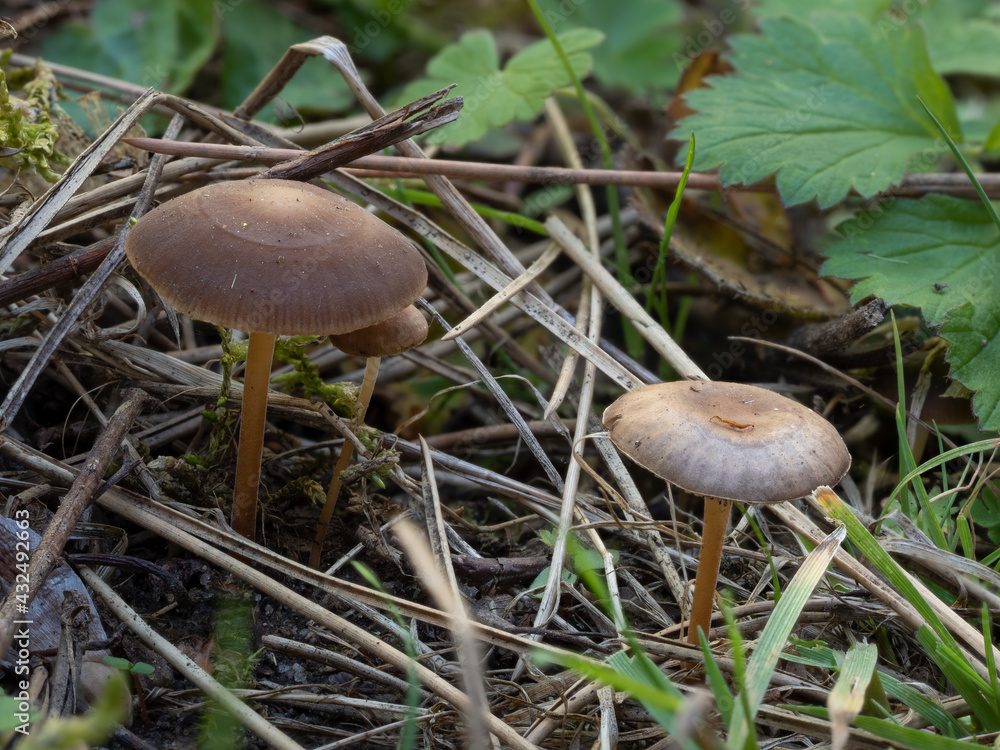 The pinecone cap (Strobilurus tenacellus) is an edible mushroom The pinecone cap (Strobilurus tenacellus) is an edible mushroom