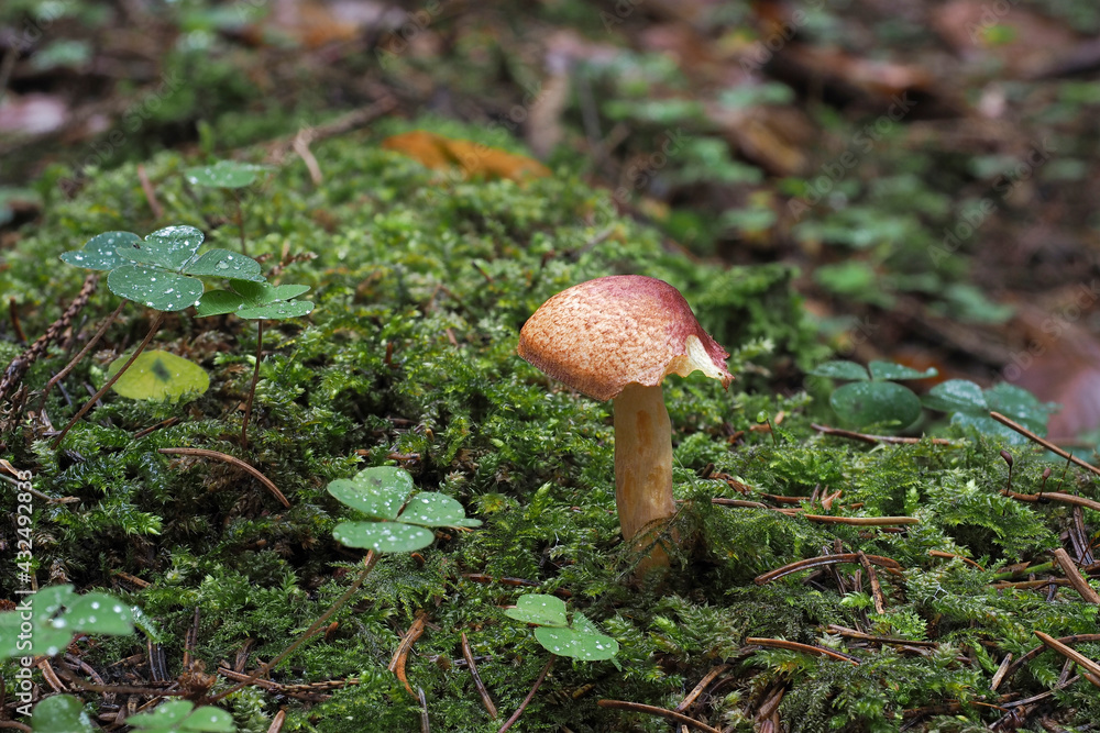 Tricholomopsis rutilans, known by the unusual but apt common name of Plums and Custard or, less commonly Red-haired agaric, is a species of gilled mushroom found across Europe and North America. Tricholomopsis rutilans, known by the unusual but apt common name of Plums and Custard or, less commonly Red-haired agaric, is a species of gilled mushroom found across Europe and North America.