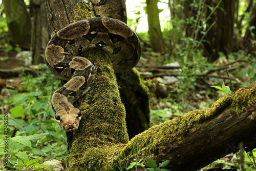 The boa constrictor (Boa constrictor), also called the red-tailed boa or the common boa, on the old branche. photo