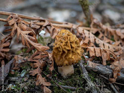 The Early False Morel (Verpa bohemica) is an edible mushroom photo