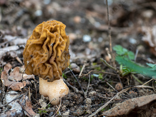 The Early False Morel (Verpa bohemica) is an edible mushroom