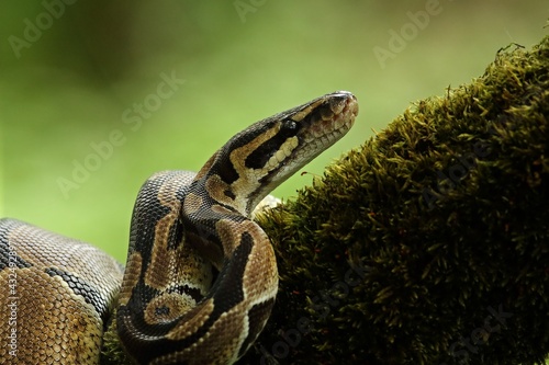 The ball python (Python regius), also called the royal python, on the old branche in green forest. Portrait.