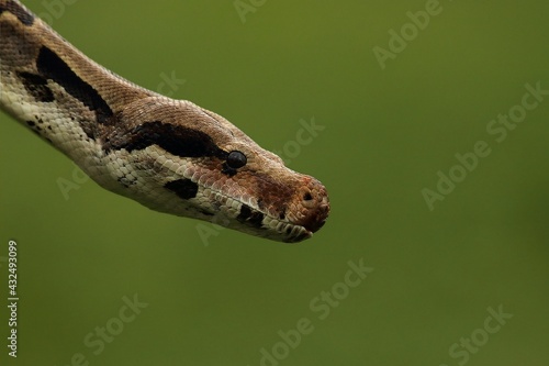 The boa constrictor (Boa constrictor), also called the red-tailed boa portrait up to close. photo