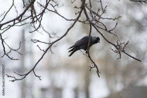 Wallpaper Mural Western jackdaw (Corvus monedula) sitting on a branch in early spring Torontodigital.ca