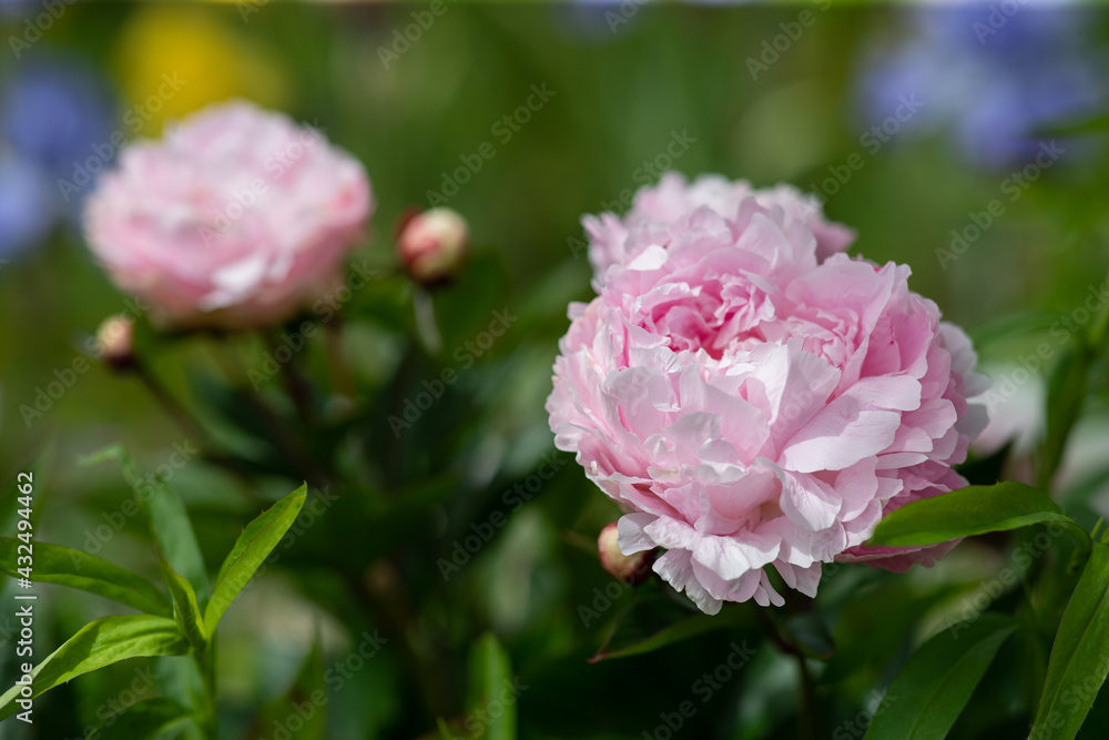 Obraz premium Peony blooming the garden of Claude Monet in Giverny, France