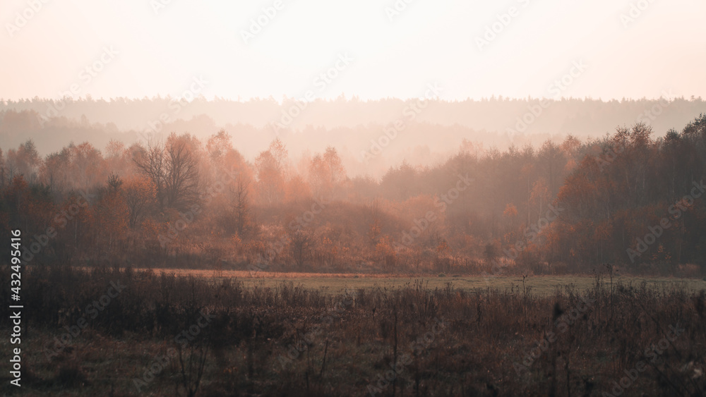 Mgła ponad lasem w promieniach wschodzącego słońca - obrazy, fototapety, plakaty 