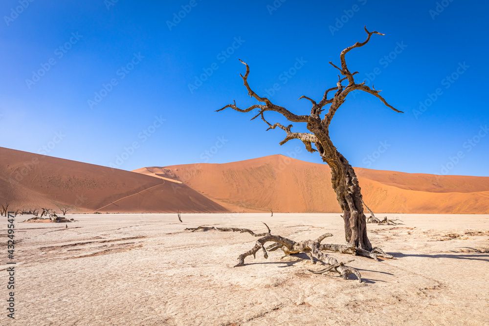 Dead camelthorn tree against dunes and blue sky in Deadvlei, Sossusvlei. Namib-Naukluft National Park, Namibia. Dead camelthorn tree against dunes and blue sky in Deadvlei, Sossusvlei. Namib-Naukluft National Park, Namibia.