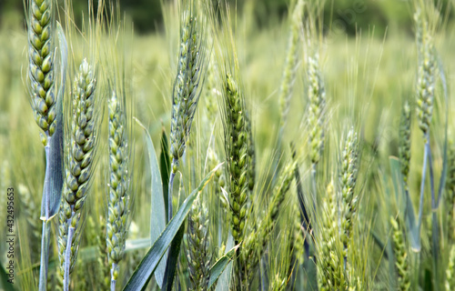 Landscape with field of ripe rye scene agriculture