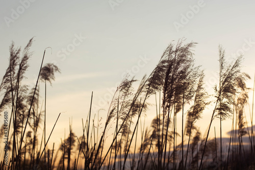 Pampas grass in the sky background. Abstract natural background of soft plants Cortaderia selloana. Plants Holcus Lanatus similar to feather dusters.