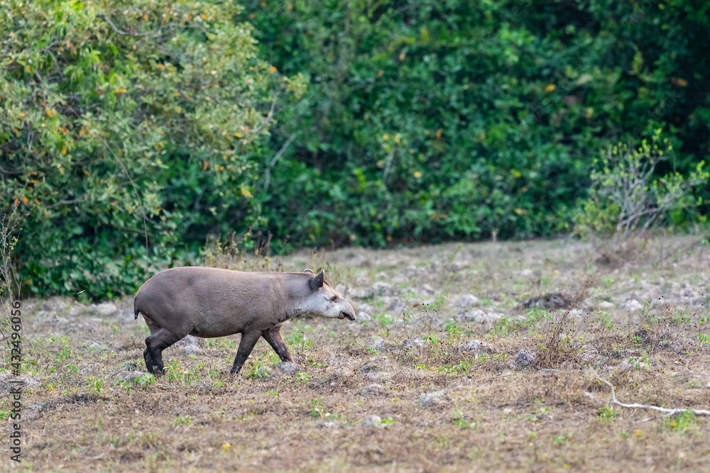 South American tapir (Tapirus terrestris) South American tapir (Tapirus terrestris)