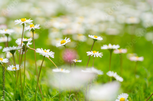 Spring / summer meadow with blooming daisies. A nice day outdoors. photo