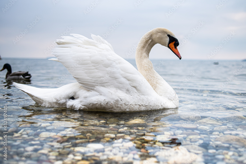 Fototapeta premium White wild swan swims in a clear lake