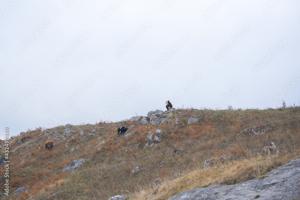 woman hiker walking in the mountains tree travel landscape woman hiker walking in the mountains tree travel landscape