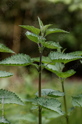 close up of a nettle plant , Urtica dioica