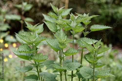 close up of a nettle plant