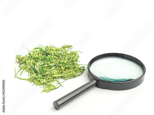 Piles of cannabis leaves with male pollen sacs flower  and a magnifying glass isolated on a white background. Marijuana plantation for medical and business concept