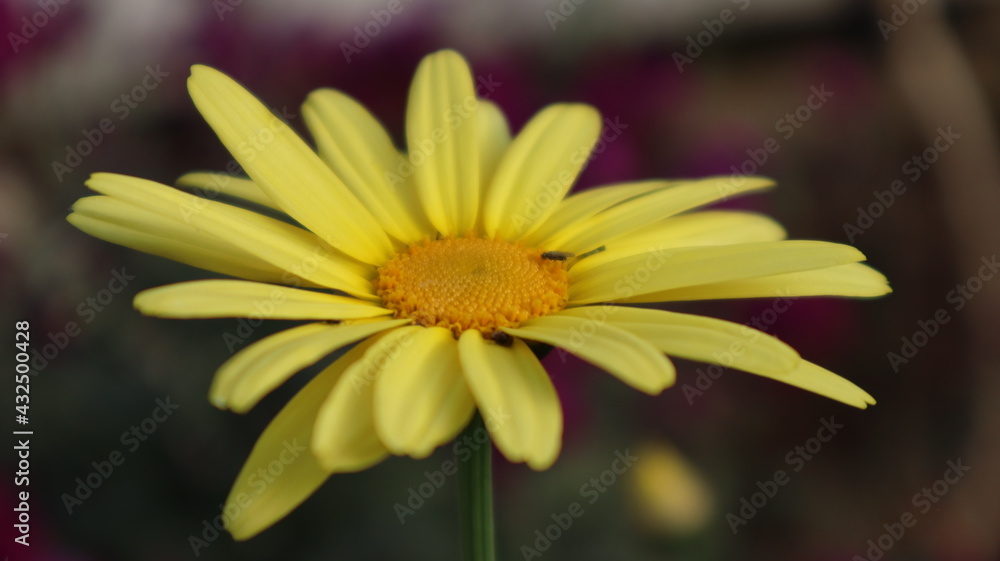 Wild sunflower on the dark green background. Close-up blooming golden wild sunflower at the botanical garden in Turkey Wild sunflower on the dark green background. Close-up blooming golden wild sunflower at the botanical garden in Turkey