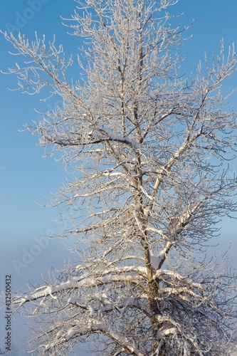 Snow-covered trees on a frosty winter day photo