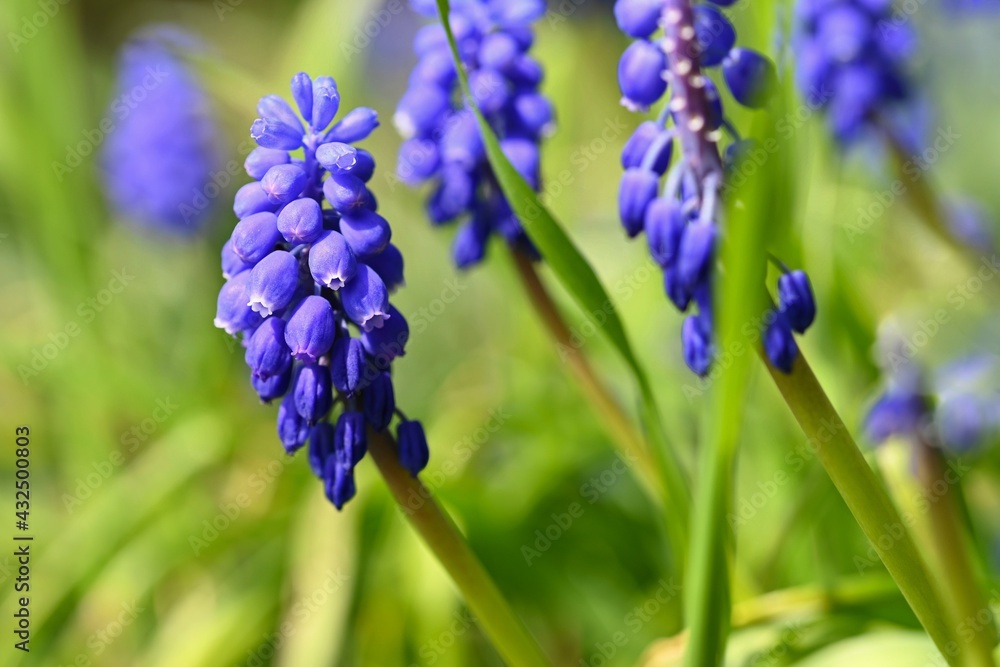 Beautiful spring blue flower grape hyacinth with sun and green grass. Macro shot of the garden with a natural blurred background.(Muscari armeniacum) Beautiful spring blue flower grape hyacinth with sun and green grass. Macro shot of the garden with a natural blurred background.(Muscari armeniacum)