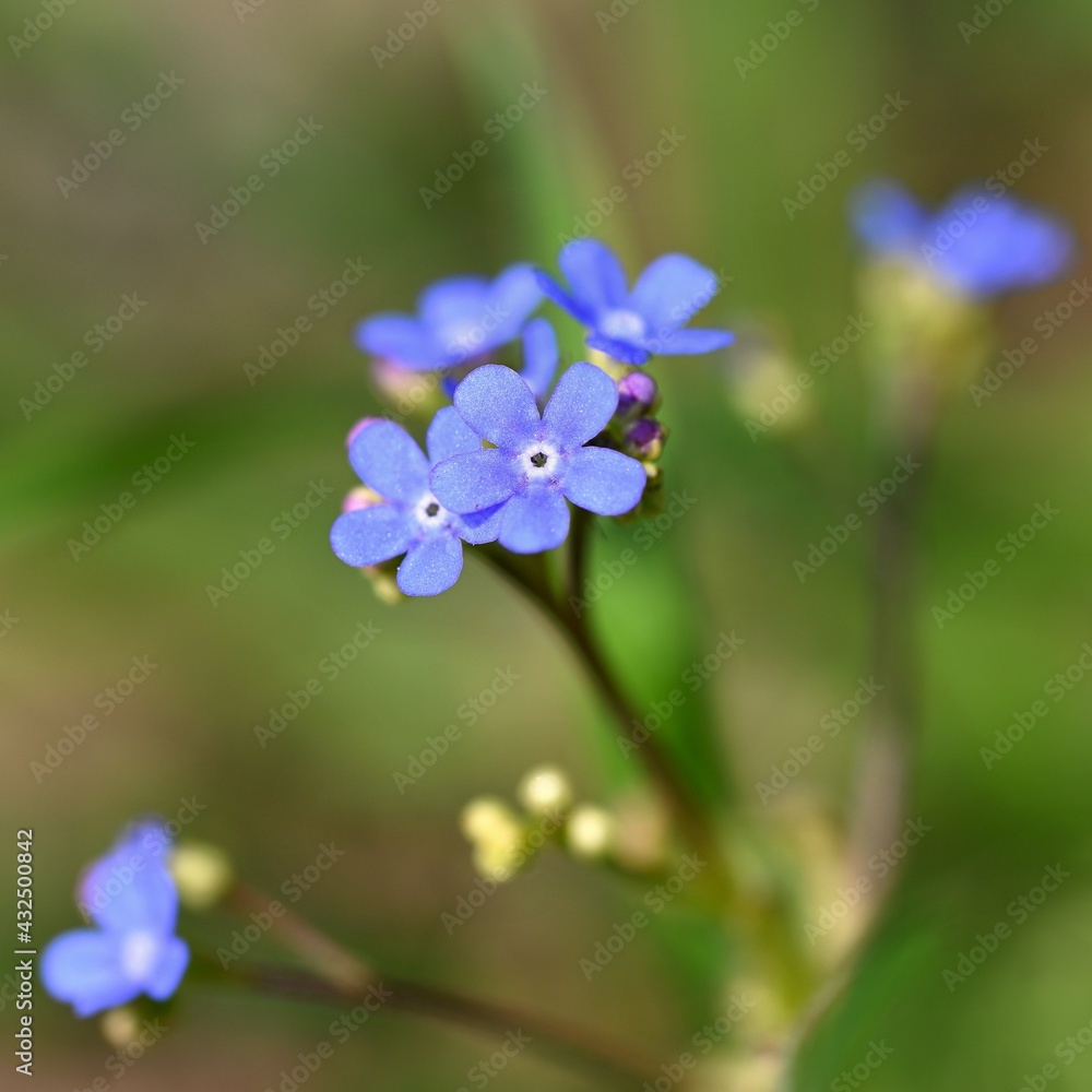 Beautiful purple spring flowers with colorful natural background. Springtime in the grass.