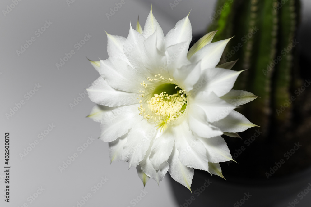 Close-up of beautiful blooming white flower of green cactus on background of grey color. Close-up of beautiful blooming white flower of green cactus on background of grey color.