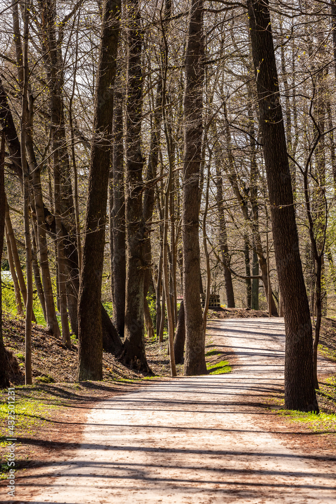 Vertical photo of curvy path way among trees at park during early spring. Grey trail full of fallen brown catkins between trees with young leaves leads by of three building panels in park and forest Vertical photo of curvy path way among trees at park during early spring. Grey trail full of fallen brown catkins between trees with young leaves leads by of three building panels in park and forest